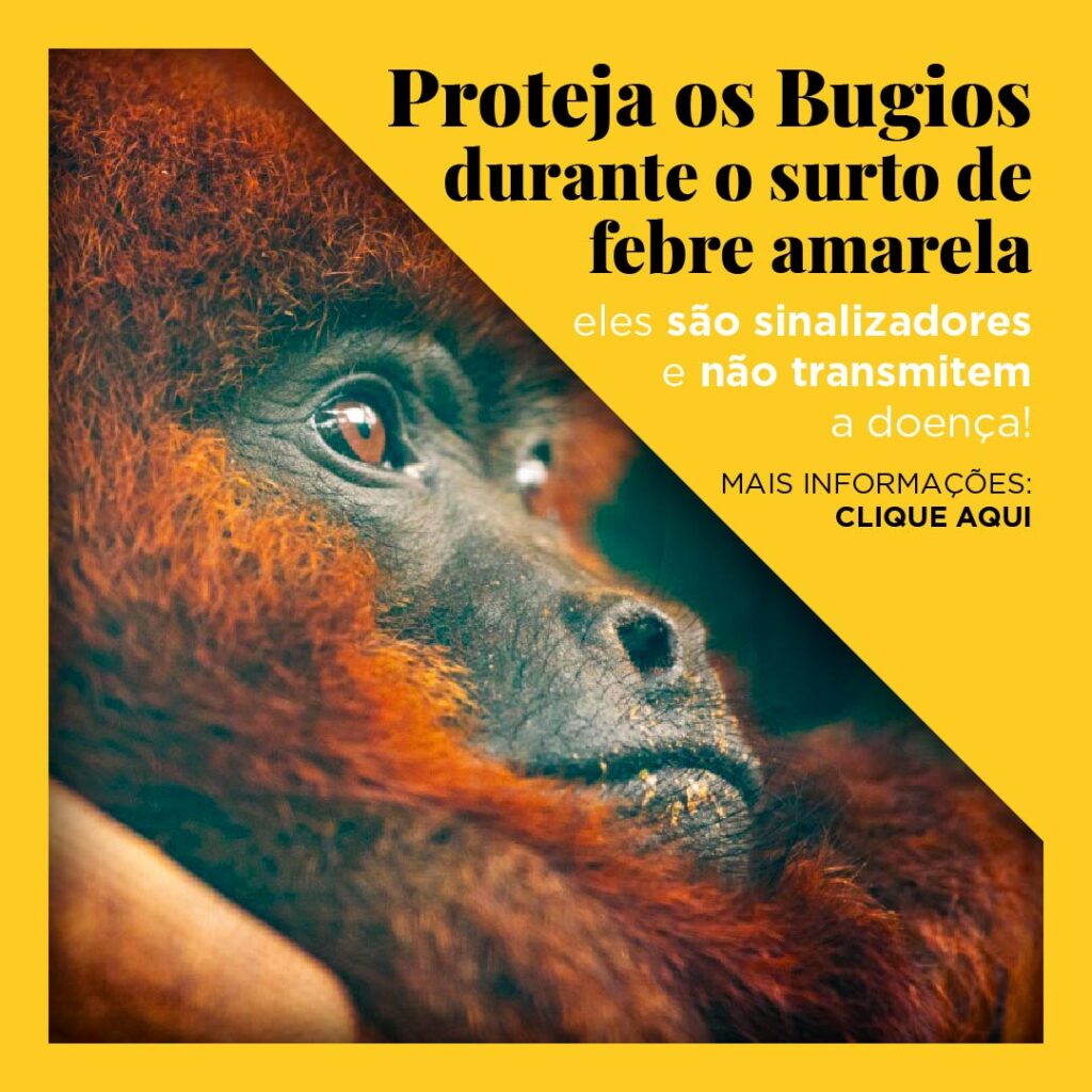 Macaco-prego - Instituto Anami